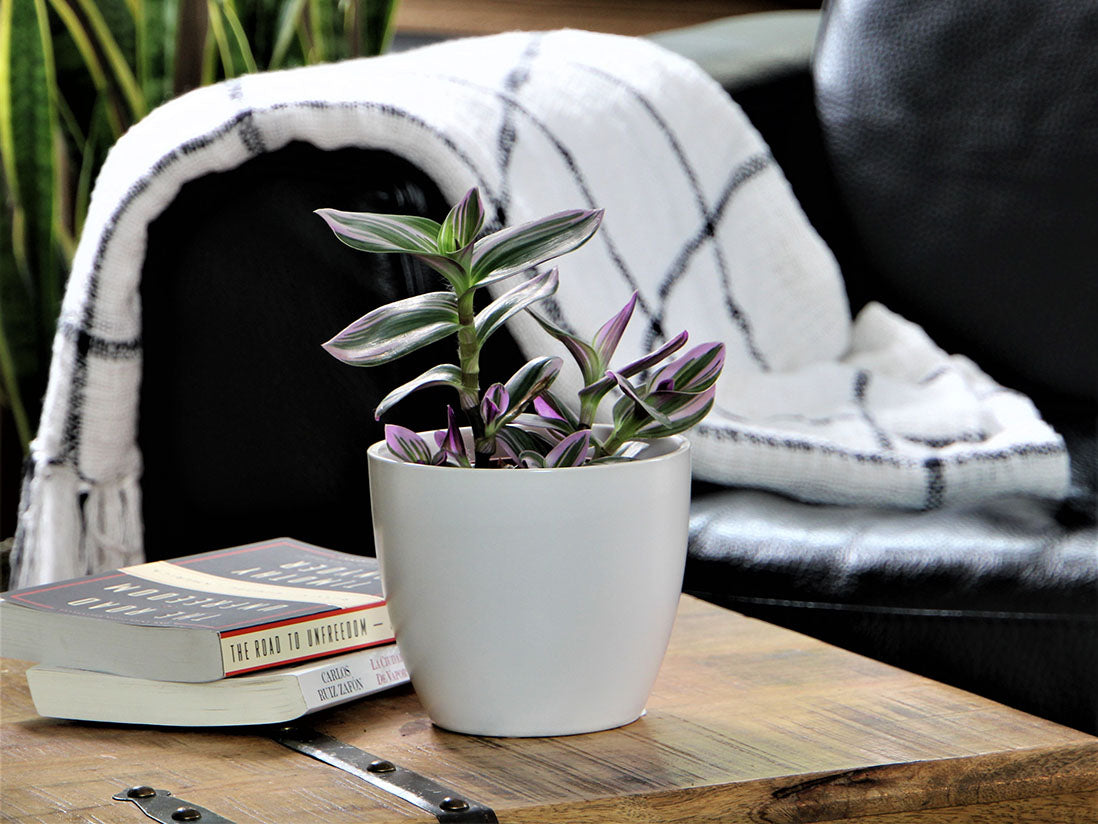 Peace Lily Cache Pot- 7.5" x 6.5"