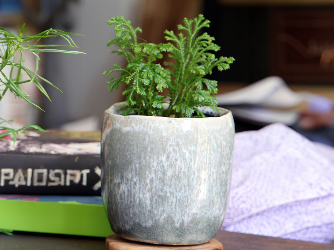 Jewel Teacup Planter