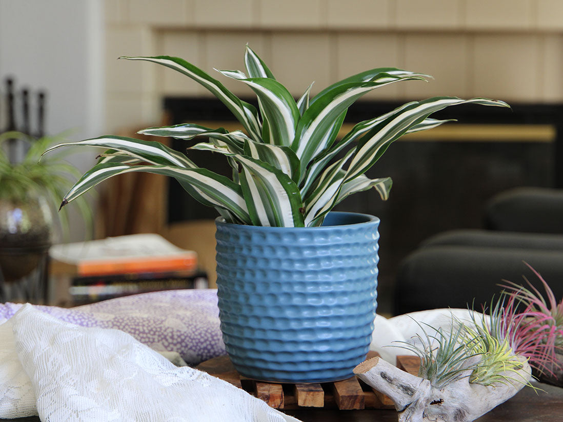 Honeycomb Planter- 5.5" x 5.5"