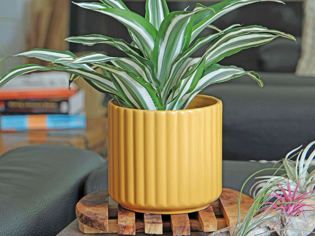 Brush Comb Planter- 6.5" x 6.5"