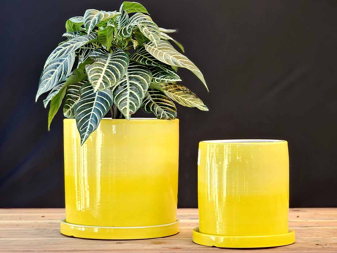 Cylinder Ombre Planter